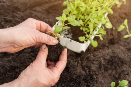 Garden Transplanting: Expert Advice Image